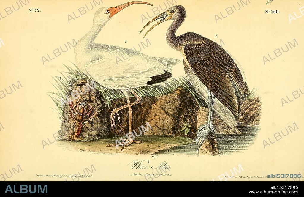The birds of America, New York, J.B. Chevalier, 1840-1844, birds, North America, John James Audubon, pictorial works, Eudocimus albus, An illustration depicting two species of herons, showcasing their distinct features. On the left, a white heron stands gracefully with long legs, exhibiting its elegant plumage and prominent beak. Beside it, a darker heron displays a striking contrast with its rich, deep hues and slender form, symbolizing beauty in diversity. The background features lush vegetation and a rocky terrain, providing a natural habitat that enhances the serene atmosphere. This artwork captures the essence of avian life, highlighting the unique characteristics and coexistence of these fascinating birds.