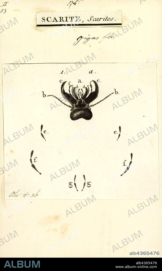 Scarites, Print, Scarites is a genus of ground beetle native to the Palearctic, the Near East, North America and North Africa. There are at least 190 described species in Scarites.
