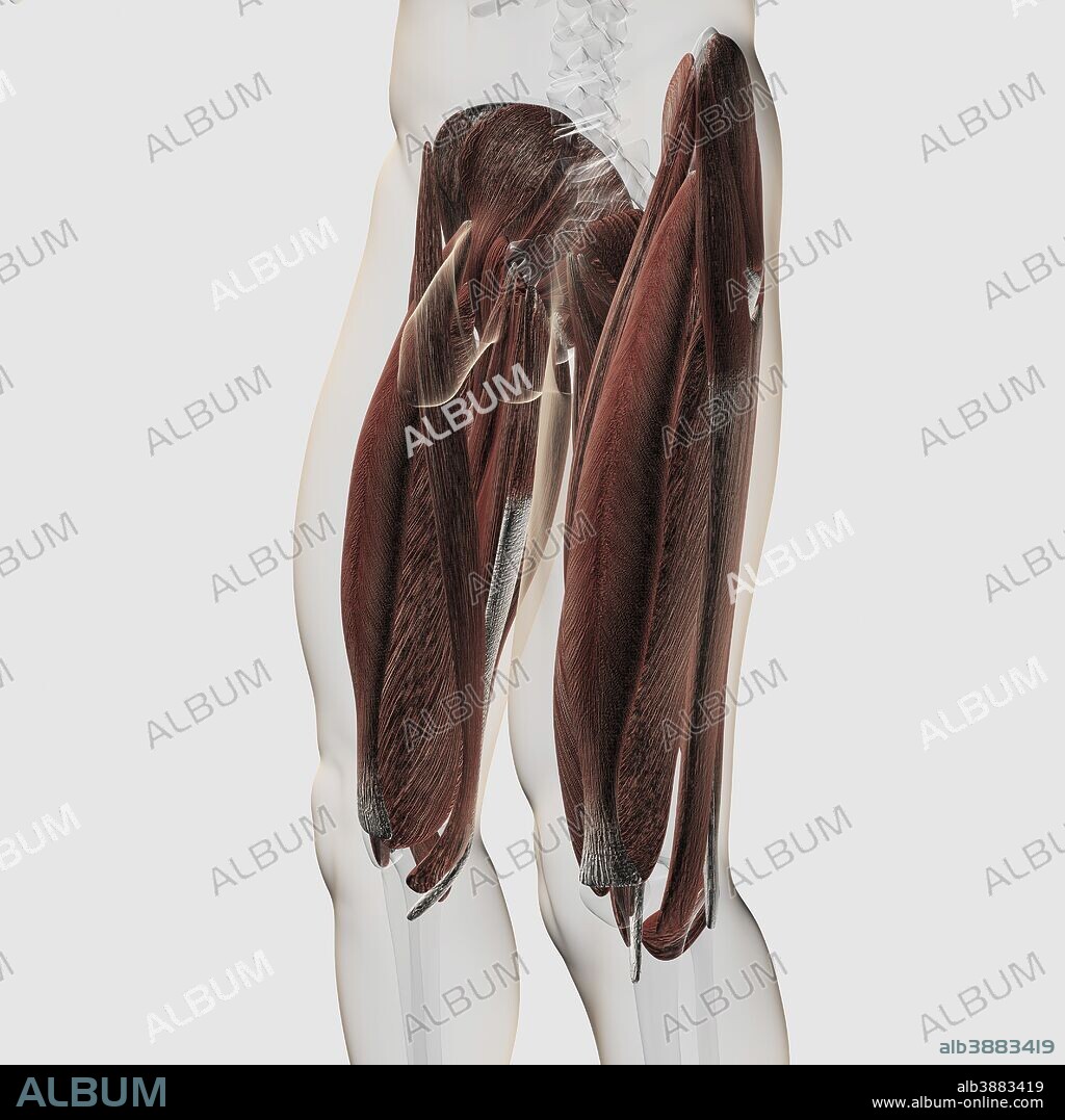 Male muscle anatomy of the human legs, side view.