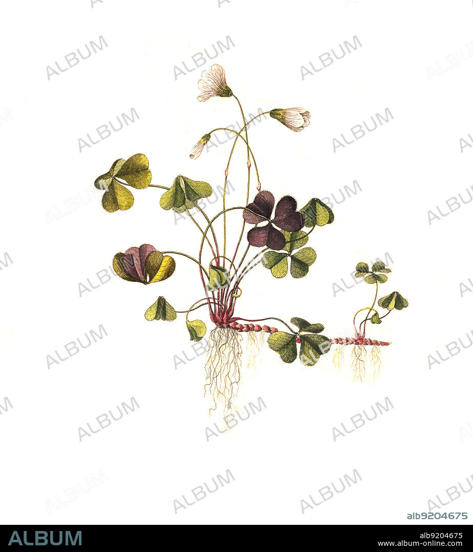 Waldsauerklee, Oxalis acetosella ist eine Pflanzenart aus der Gattung Sauerklee, Oxalis innerhalb der Familie der Sauerkleegewächse, Oxalidaceae. In botanischer Literatur wird häufig die Schreibweise Wald-Sauerklee / Oxalis acetosella, the wood sorrel or common wood sorrel, historical, digital improved reproduction of an original from the 19th century / digital restaurierte Reproduktion einer Originalvorlage aus dem 19. Jahrhundert, genaues Originaldatum nicht bekannt.