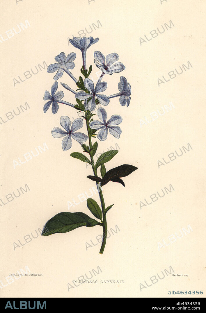Blue plumbago or Cape leadwort, Plumbago auriculata (Plumbago capensis). Handcoloured lithograph by D. Blair after an illustration by Lena Lowis from her Familiar Indian Flowers with Coloured Plates, L. Reeve, London, 1878. Lena Lowis, formerly Selena Caroline Shakespear (1845-1919), was a British woman artist who traveled to India with her husband Lt.-Col. Ninian Lowis.