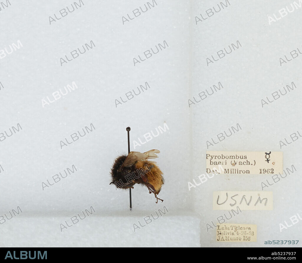Lake Titicaca, La Paz, Bolivia, Bombus (Coccineobombus) baeri Vachal, Animalia, Arthropoda, Insecta, Hymenoptera, Apidae, Apinae.