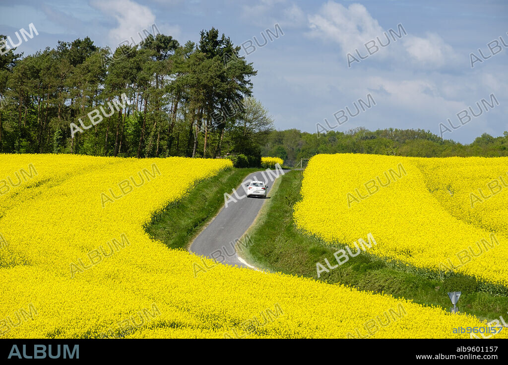 cultivo de colza en primavera, Montrésor, departamento de Indre y Loira, France,Western Europe.