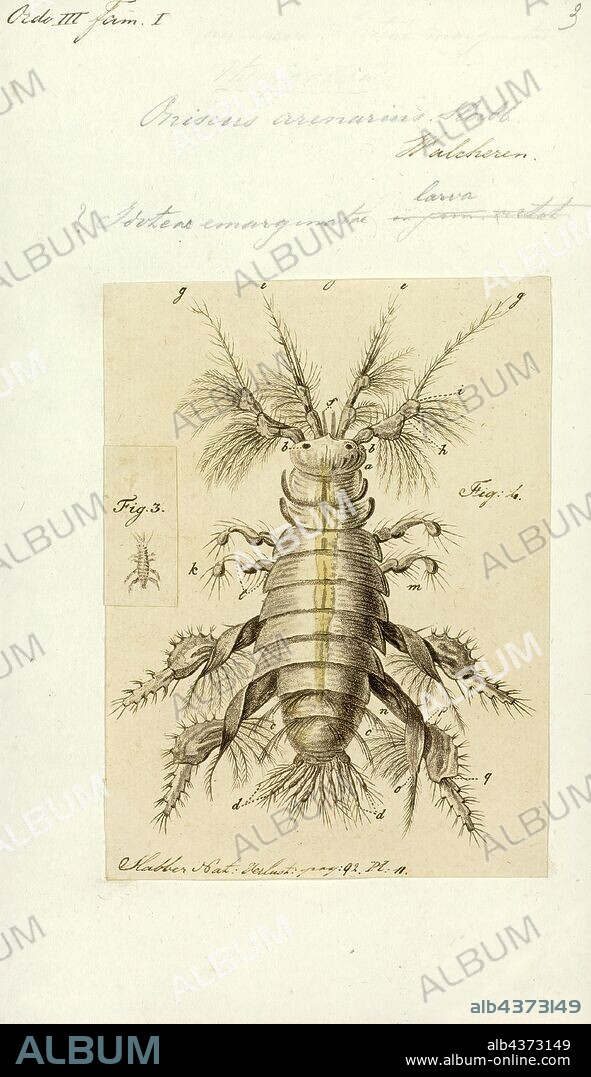 Oniscus arenarius, Print, Oniscus is a genus of woodlice. It comprises five species, three of which are confined to northwestern Iberia (Oniscus ancarensis, O. galicianus and O. lusitanicus), one to the Pyrenees (Oniscus simonii), and one of which, O. asellus, is widespread across Europe and has been introduced to the Americas .