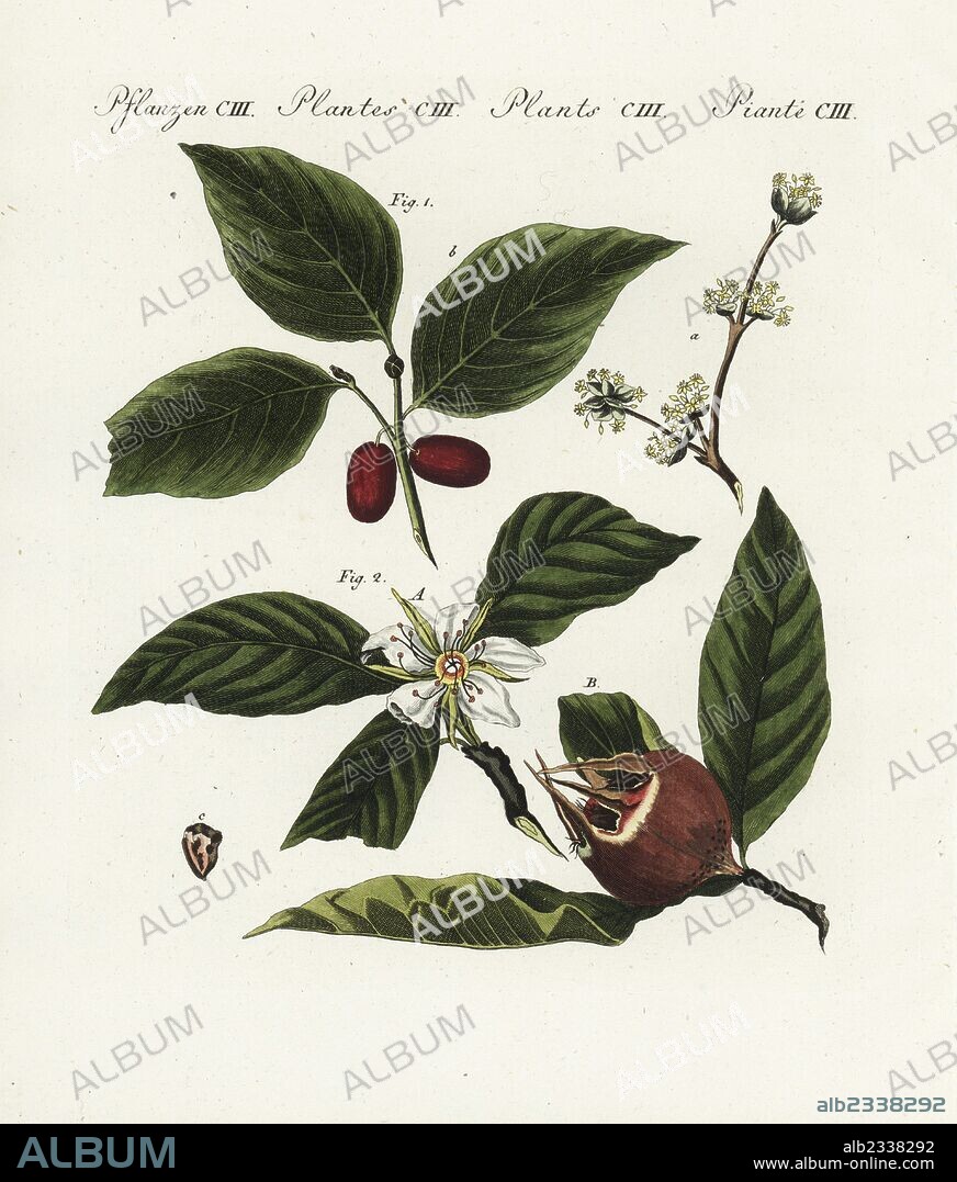 Cornelian cherry, Cornus mas 1, and common medlar, Mespilus germanica 2. Fruit, leaf and blossom. Handcoloured copperplate engraving from Bertuch's "Bilderbuch fur Kinder" (Picture Book for Children), Weimar, 1805. Friedrich Johann Bertuch (1747-1822) was a German publisher and man of arts most famous for his 12-volume encyclopedia for children illustrated with 1,200 engraved plates on natural history, science, costume, mythology, etc., published from 1790-1830.