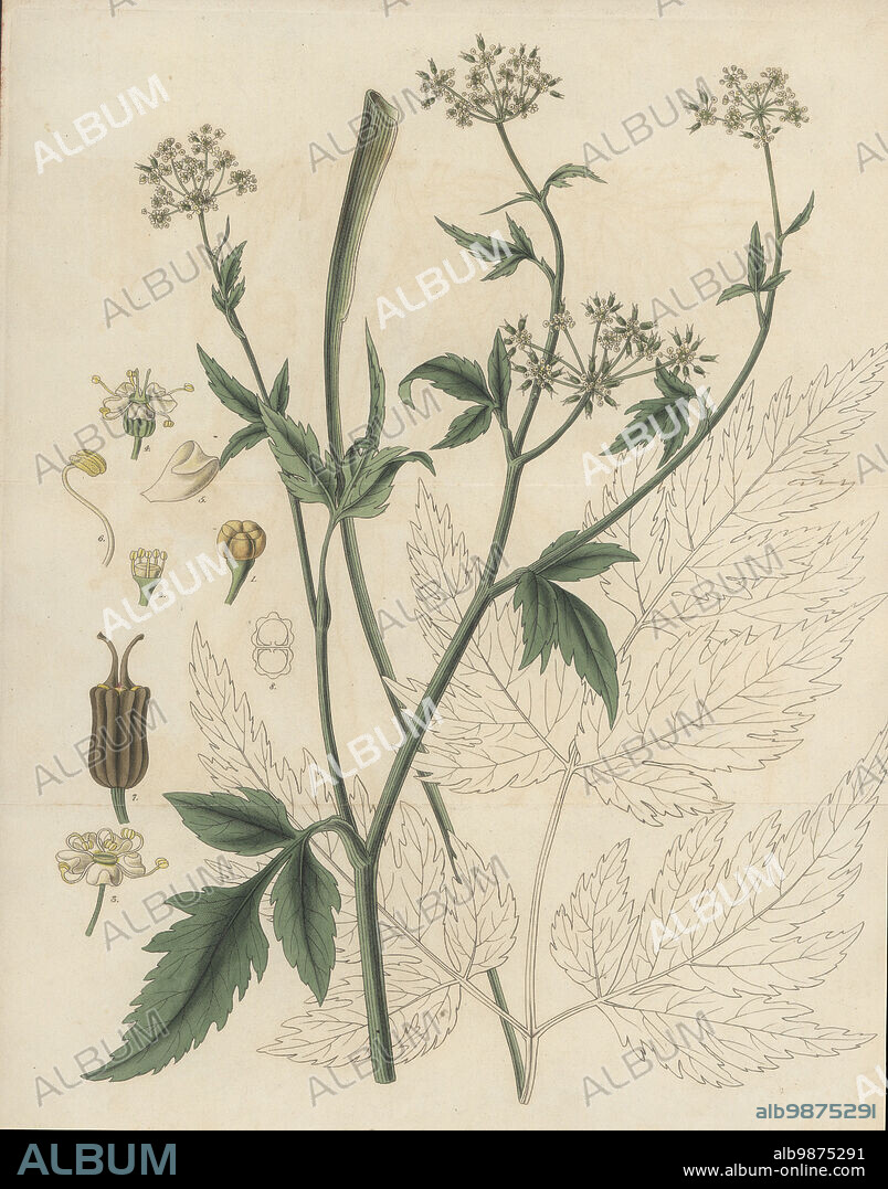 Arracacha, Arracacia xanthorrhiza, popular root vegetable that originates in the Andes. Introduced by Mr. Vargas from Santa Fe de Bogota, New Granada (Bogota, Colombia). Conium arracacha. Handcoloured copperplate engraving by Joseph Swan after a botanical illustration by William Jackson Hooker from his Exotic Flora, William Blackwood, Edinburgh, 1827.