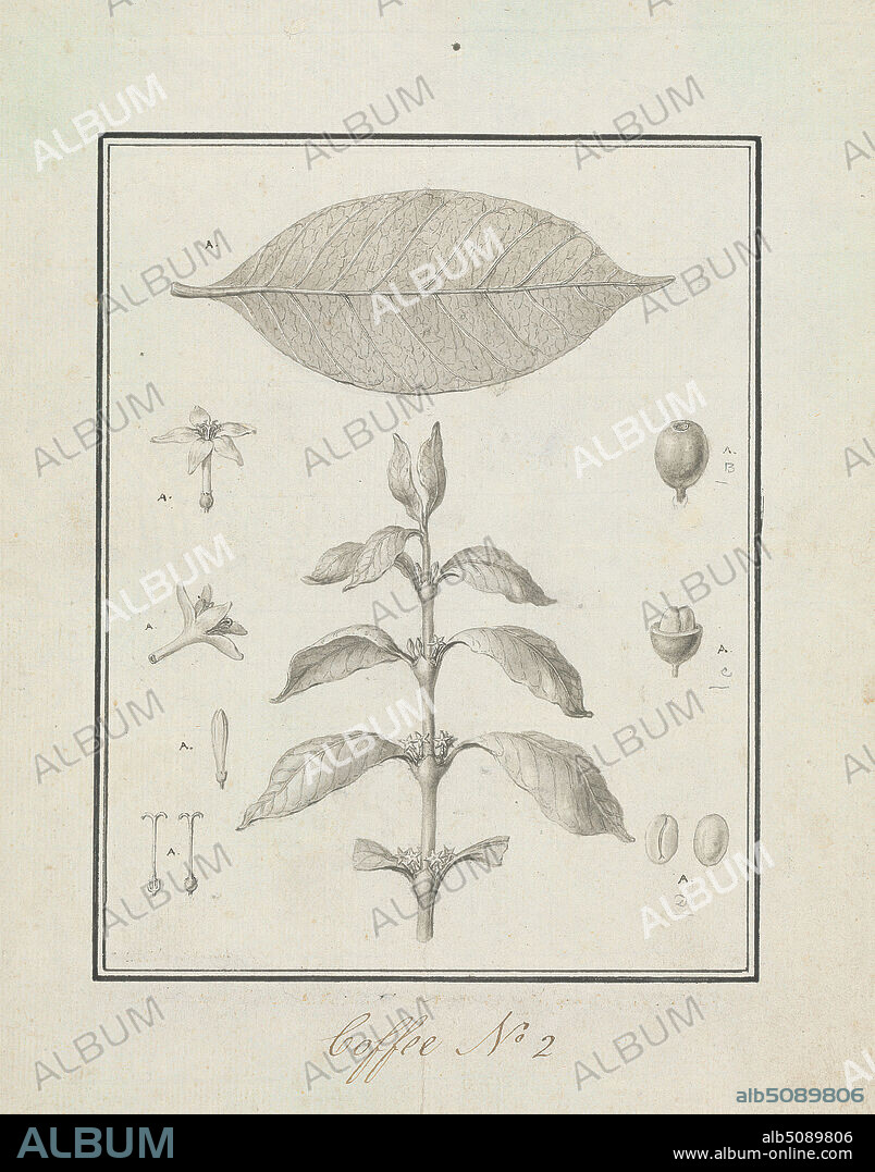 Coffea arabica L. (Arabica Coffee): finished drawing of leafy shoot, with details of flowers, leaf, and fruits, Luigi Balugani, 17371770, Italian, ca. 1768, Pen and black ink, gray wash over graphite on meduim, slightly textured, cream laid paper, Sheet: 11 × 8 5/8 inches (27.9 × 21.9 cm), Contemporary drawn border: 7 3/4 × 6 1/16 inches (19.7 × 15.4 cm), and Image: 7 9/16 × 5 7/8 inches (19.2 × 14.9 cm).