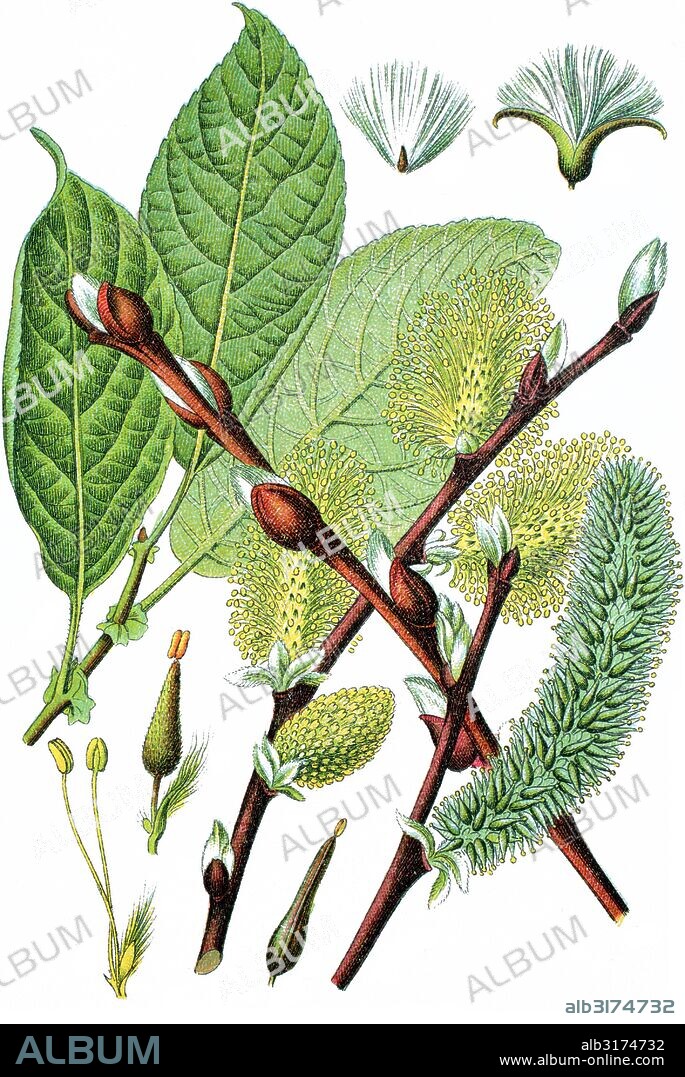 Goat willow, also known as the pussy willow or great sallow, salix caprea.