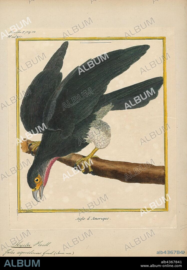 Ibycter americanus, Print, The red-throated caracara (Ibycter americanus) is a social species of bird of prey in the family Falconidae. It is placed in the monotypic genus Ibycter, or sometimes united in Daptrius with the black caracara. Unique among caracaras, it mainly feeds on the larvae of bees and wasps, but also takes the adult insects and fruits and berries., 1700-1880.