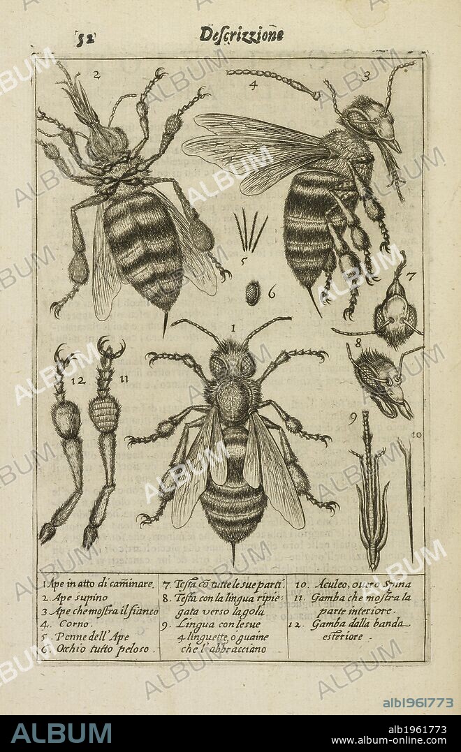 AULUS PERSIUS FLACCUS. Diagrams showing the anatomy of a bee. Persio tradotto in verso sciolto e dichiarato da F. Stelluti. (Vita di Persio.). Rome, 1630. Source: 77.d.14 page 52. Language: Latin and Italian.