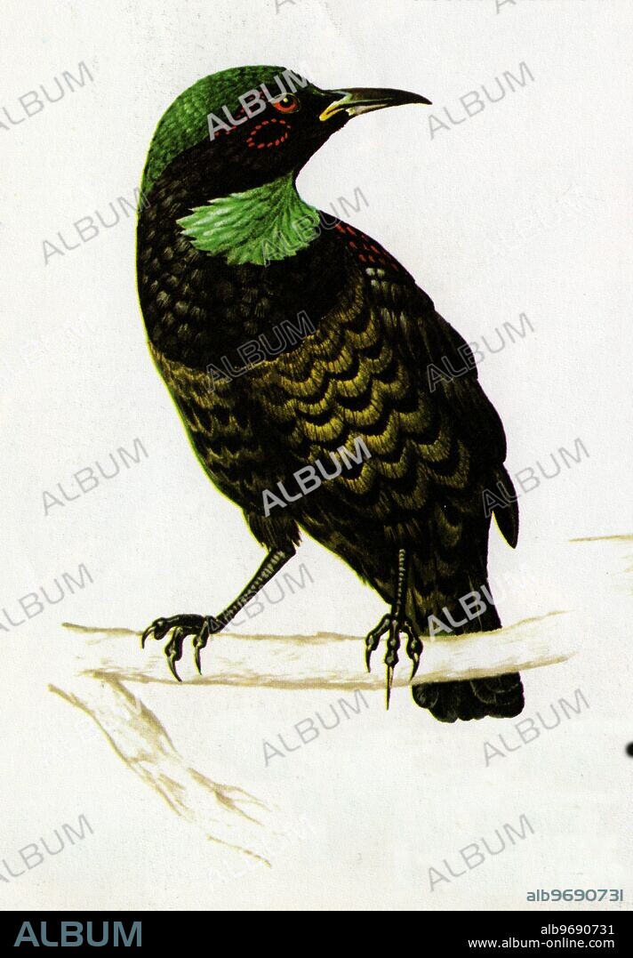 The Queen Victoria Rifle Bird is a member of the bird of paradise family and lives in north eastern Queensland between Cooktown and Mackay. During the mating season the male, after careful preening, indulges in an elaborate display of his fine feathers.