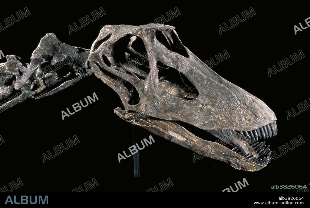 Diplodocus skull from the Jurassic Period, found in the Morrison Formation in Wyoming. Fossil courtesy of the Western Paleontological Laboratories in Orem, Utah.