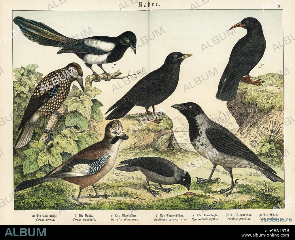 Hooded crow, Corvus cornix a, Western jackdaw, Corvus monedula b, Eurasian jay, Garrulus glandarius c, spotted nutcracker, Nucifraga caryocatactes d, Alpine chough, Pyrrhocorax graculus e, red-billed chough, Pyrrhocorax pyrrhocorax f, and Eurasian magpie, Pica pica g. Chromolithograph from Gotthilf Heinrich von Schubert's Natural History of the Animal Realms (Naturgeschichte des Tierreichs), Schreiber, Munich, 1886.