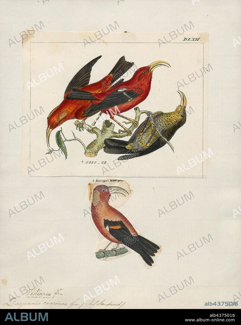 Drepanis coccinea, Print, The 'I'iwi, or scarlet honeycreeper is a species of Hawaiian honeycreeper. The 'I'iwi is a highly recognizable symbol of Hawaii. The 'I'iwi is the third most common native land bird in the Hawaiian Islands. Large colonies of 'I'iwi inhabit the islands of Hawaii, Maui, and Kaua'i, with smaller populations on Moloka'i but are no longer present on Lana'i and O'ahu. ?I?iwi populations on Kaua?i are decreasing while there are stable populations on Maui and Hawaii., 1700-1880.