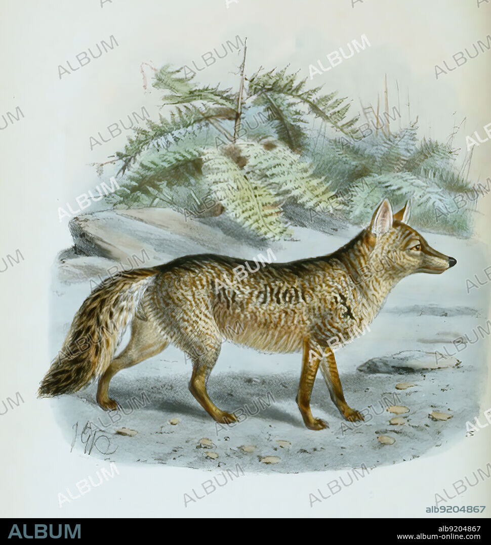 Maikong, auch Krabbenfuchs, crab-eating fox, Cerdocyon thous, forest fox, wood fox, bushdog or maikong, Historisch, historical, digital improved reproduction of an original from the 19th century / digital restaurierte Reproduktion einer Originalvorlage aus dem 19. Jahrhundert, genaues Originaldatum nicht bekannt.