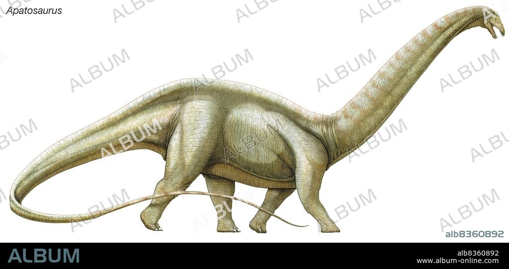 Apatosaurus ("deceptive lizard," formerly known as Brontosaurus), a massive herbivorous dinosaur from the Late Jurassic era.