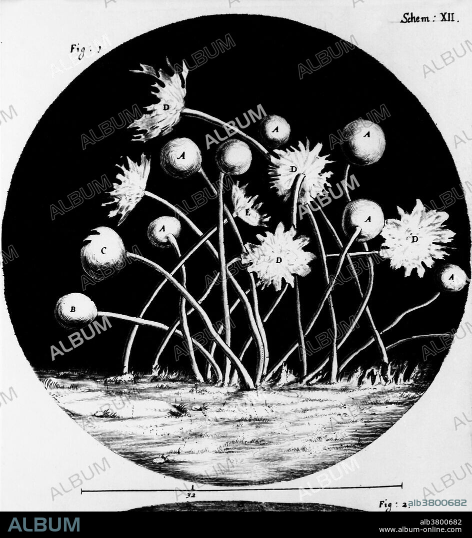 Plate 12 from Robert Hooke's 'Micrographia,' fungus from rose leaf. Hooke was a chemist, physicist and architect. He materially invented the compound microscope, the quadrant and a marine barometer. He also published the first book of biological and chemical microscopal observations; he anticipated the invention of the steam engine, formulated Hooke's Law on elastic bodies and theories on the arch, the balance spring fo watches and the anchor escapement of clocks. He built the first Gregorian telescope and inferred the roation of Jupiter.