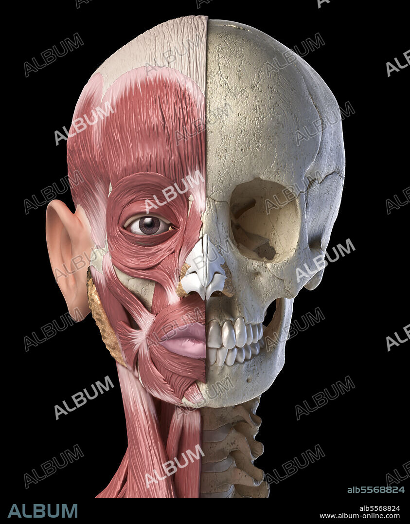 Split view anatomy of the human facial muscles and skull. Anterior view on black background.