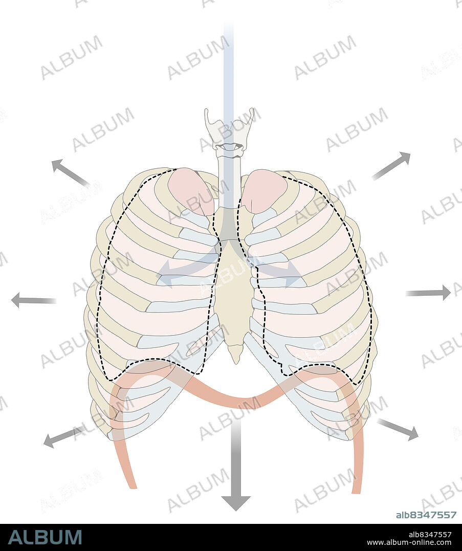 Inhalation brings the outside air into the lungs. It is caused by the contraction of the respiratory muscles (diaphragm, intercostal muscles), which expand the rib cage and increase the pulmonary volume.
