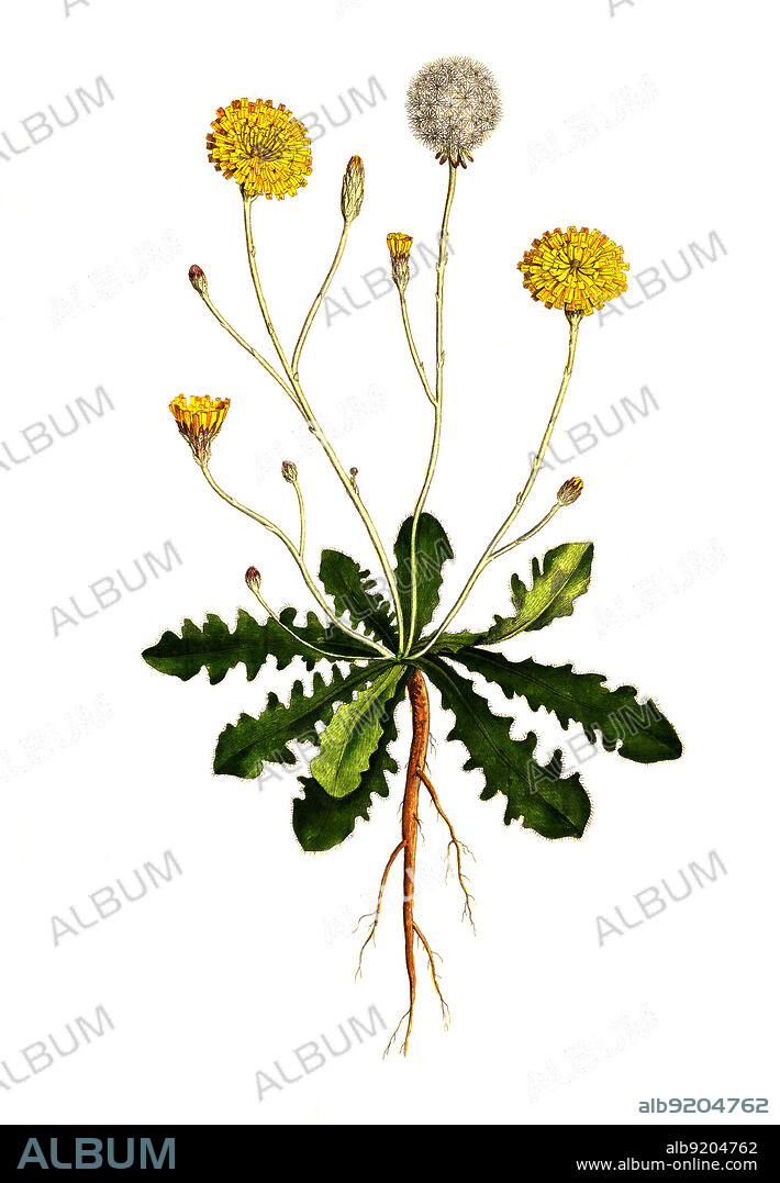 gewöhnliche Ferkelkraut, Hypochaeris radicata / Hypochaeris radicata, sometimes spelled Hypochoeris radicata, also known as catsear, flatweed, cat's-ear, hairy cat's ear, or false dandelion, historical, digital improved reproduction of an original from the 19th century / digital restaurierte Reproduktion einer Originalvorlage aus dem 19. Jahrhundert, genaues Originaldatum nicht bekannt.