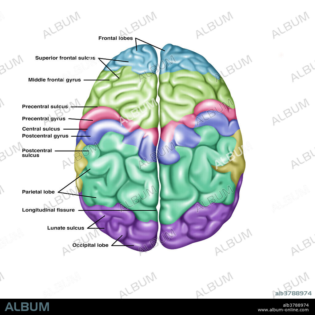 Illustration showing anatomy of a normal brain in a superior (top) view. Noted from top to bottom on the left side are the following: frontal lobes, superior frontal sulcus, middle frontal gyrus, precentral sulcus, precentral gyrus, central sulcus, postcentral gyrus, postcentral sulcus, parietal lobe, longitudinal fissure, lunate sulcus, and the occipital lobe.