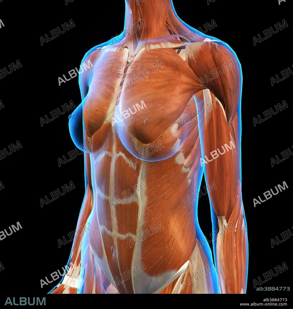 X-ray view of female chest and abdomen muscles. - Album alb3884773