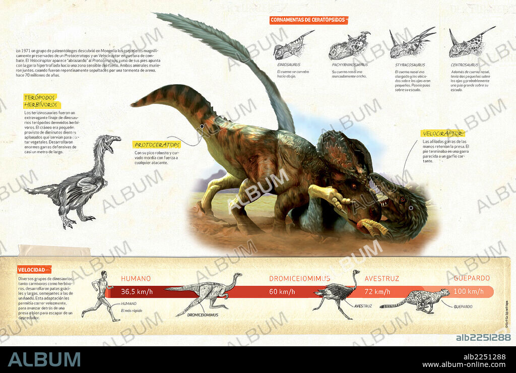 Lucha de dinosaurios. Infografía sobre la lucha entre dinosaurios basado en el hallazgo de unos esqueletos de protoceratops, dinosaurio herbívoro, y un velociraptor, carnívoro, en posición de lucha.