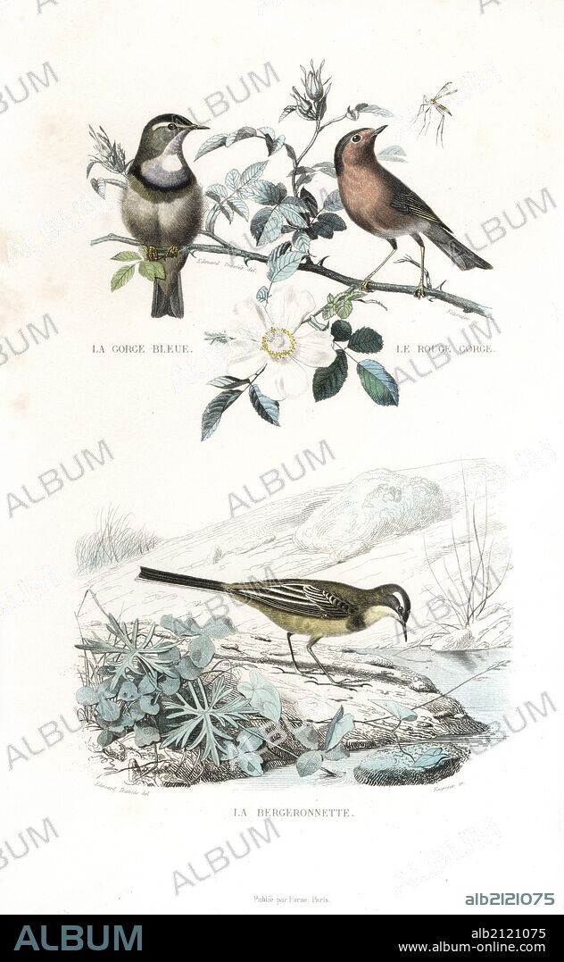 Bluethroat, Luscinia svecica, and European robin, Erithacus rubecula on a dog rose, Rosa canina, and western yellow wagtail, Motacilla flava. Handcoloured engraving on steel by Fournier after a drawing by Edouard Travies from Richard's "New Edition of the Complete Works of Buffon," Pourrat Freres, Paris, 1837.