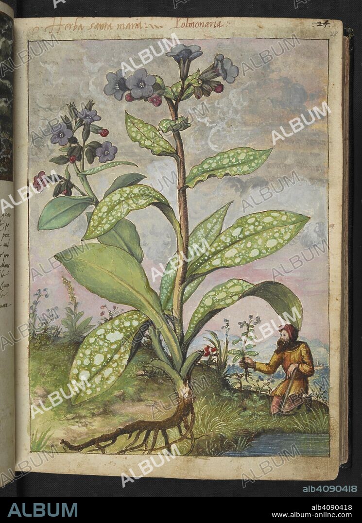 GHERALDO CIBO. Herba santa ... Polmonaria (lungwort.). Coloured drawings of plants, copied from nature in the Roman States, by Gerardo Cibo. Vol. I. Pietro Andrea Mattioli, Physician, of Siena: Extracts from his edition of Dioscorides' "de re Medica":. Italy, c. 1564-1584. Source: Add. 22332 f.28. Language: Italian.
