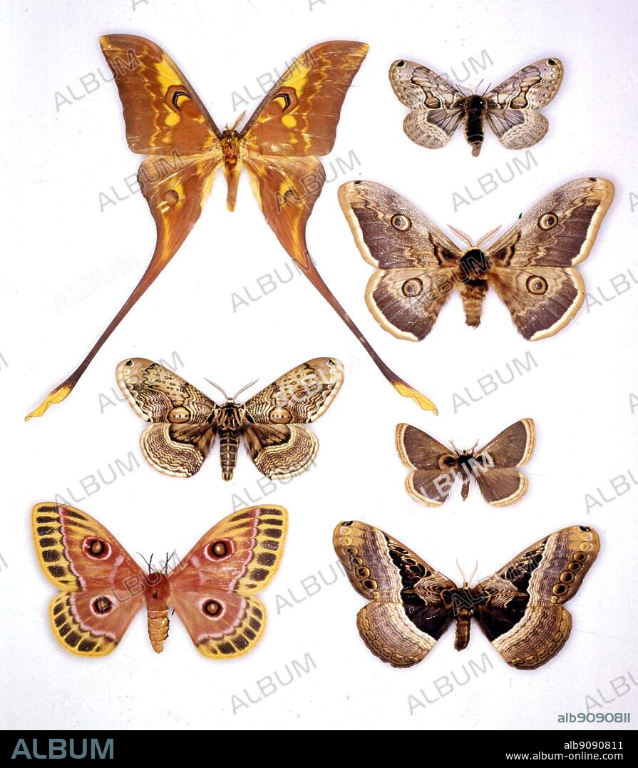 Butterflies/moths - (top left to bottom) Actias maenas, Brahmaea wallichii, Bunaeopsis jacksoni - (top right to bottom) Acanthobrahmaea europaea, Saturnia pyri, Calliprogonos miraculosa, Dactyloceras widenmanni.