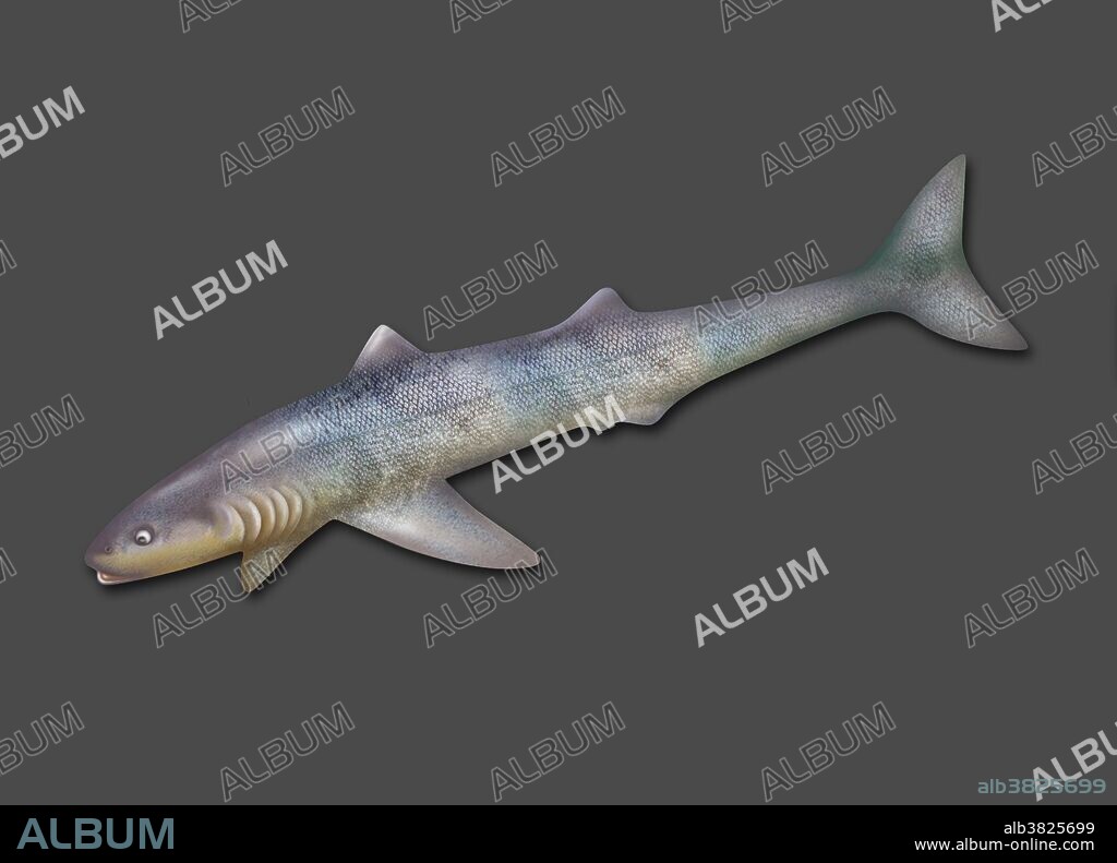 Illustration of a Cladoselache shark. This genus of prehistoric shark existed during the late Devonian period (roughly 370 million years ago). The long, streamlined body (adults measured up to 2 meters in length), and deep forked tail enabled it to swim quickly. Unlike modern sharks and most prehistoric sharks, Cladoselache lacked scales on its skin, and males lacked sexual claspers. Modern sharks use their claspers to grip onto the female during sexual intercourse. Shark skeletons are made of cartilage and do not fossilize well. The only parts that fossilize are teeth and parts of the fins.