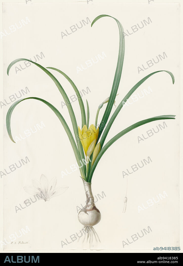 Amaryllis lutea, c. 1800-1806, Pierre-Joseph Redouté, French, Flemish (active France), 17591840, 18 1/2 x 13 1/4 in. (46.99 x 33.66 cm)25 1/2 × 19 7/8 in. (64.77 × 50.48 cm) (mat)26 3/8 × 20 7/8 × 1 1/2 in. (66.99 × 53.02 × 3.81 cm) (outer frame), Watercolor and graphite on vellum, Belgium, 18th-19th century, Pierre-Joseph Redouté was the foremost flower painter of the golden age of botanical illustration that spanned the century from 1750 to 1850. This drawing of the hardy bulbous perennial Amaryllis lutea exemplifies his extraordinary observational and artistic skills. Stark and graceful, it shows the general characteristics of the flowers, leaves, stem, bulb, and roots of the mature plant. Also portrayed in this single image are three stages of flowering, from bud to spent bloom. Two meticulous pencil renderings of the plants reproductive system are included, one describing the anatomy of the flowers corolla and stamens, the other its single pistil.