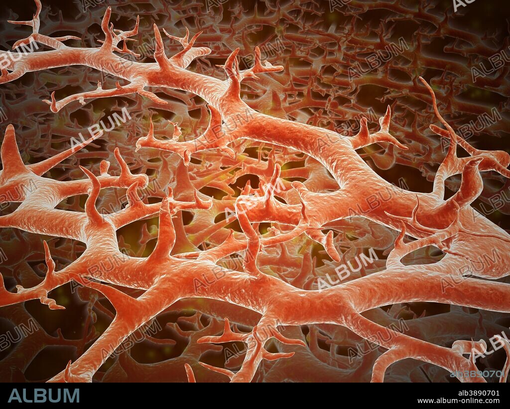 Microscopic view of athlete's foot fungus. Athlete's foot fungus, also known as ringworm of the foot and tinea pedis, is a fungal infection of the skin.