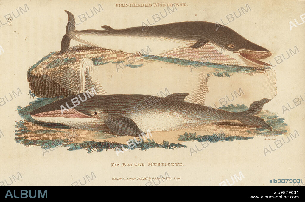 Humpback whale, Megaptera novaeangliae, and fin whale, Balaenoptera physalus. Pike-headed mysticete, Balaena boops, and fin-backed mysticete, Balaena physalus. Handcoloured copperplate engraving by White from George Shaws General Zoology: Mammalia, Thomas Davison, London, 1801.