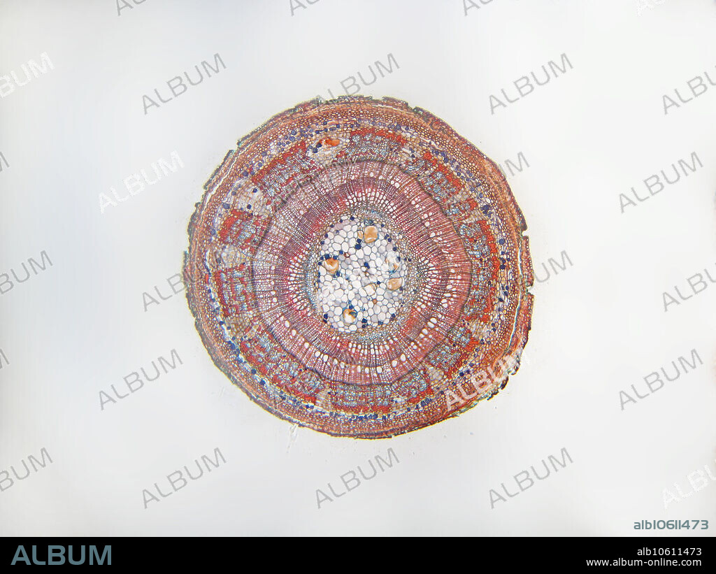 Tilia (Linden, Basswood) 2 year old stem cross section showing various structures and tissues. Magnification 25X when printed at 10 cm.