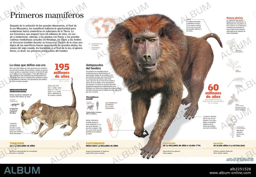 Primeros mamíferos. Infografía de los primeros mamíferos (simios y monos) tras la desaparición de los dinosaurios.
