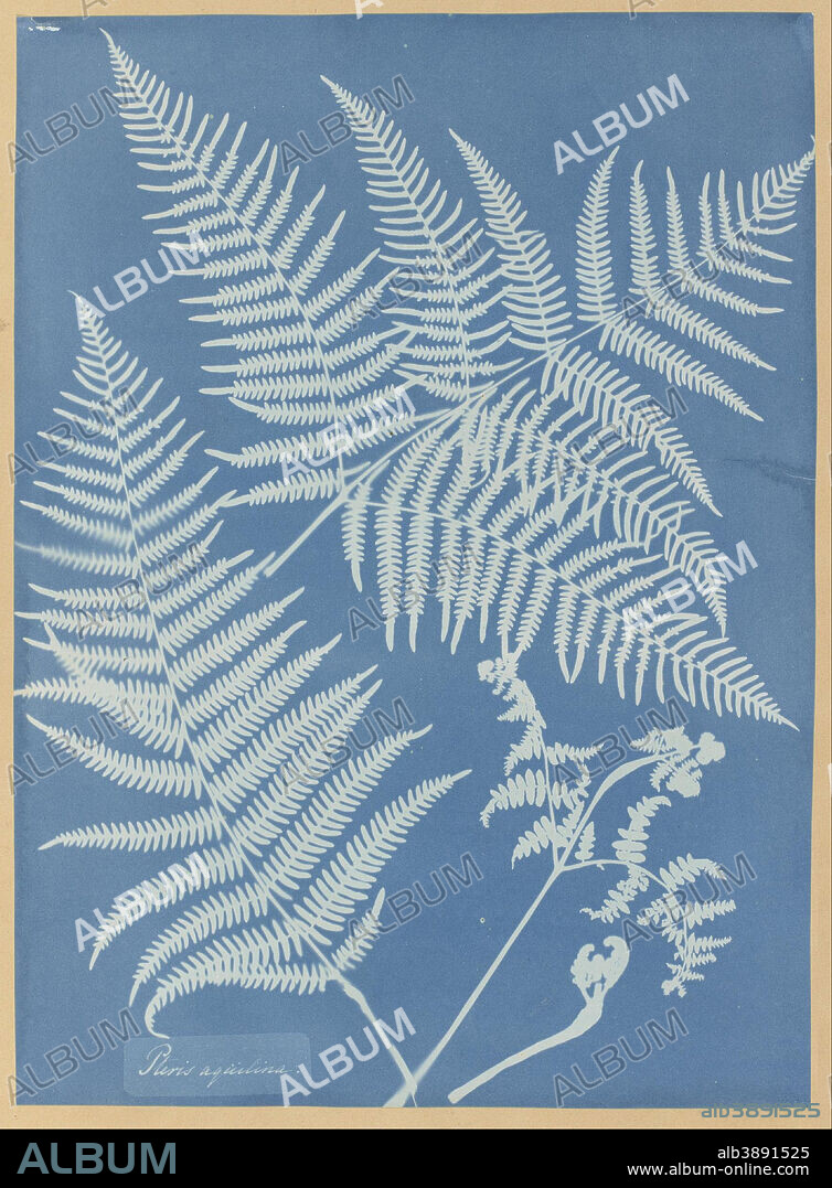 ANNA ATKINS. Pteris aquilina. Date/Period: 1851. Cyanotype. Width: 24.4 cm. Height: 33.5 cm (image).