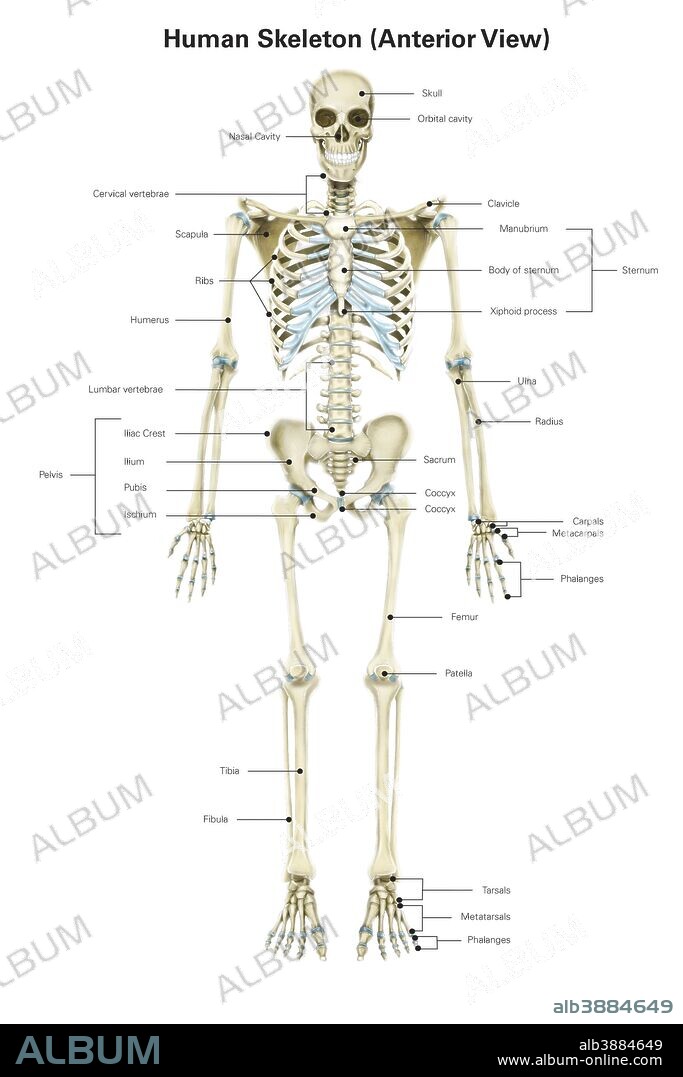 Anterior view of human skeletal system, with labels.