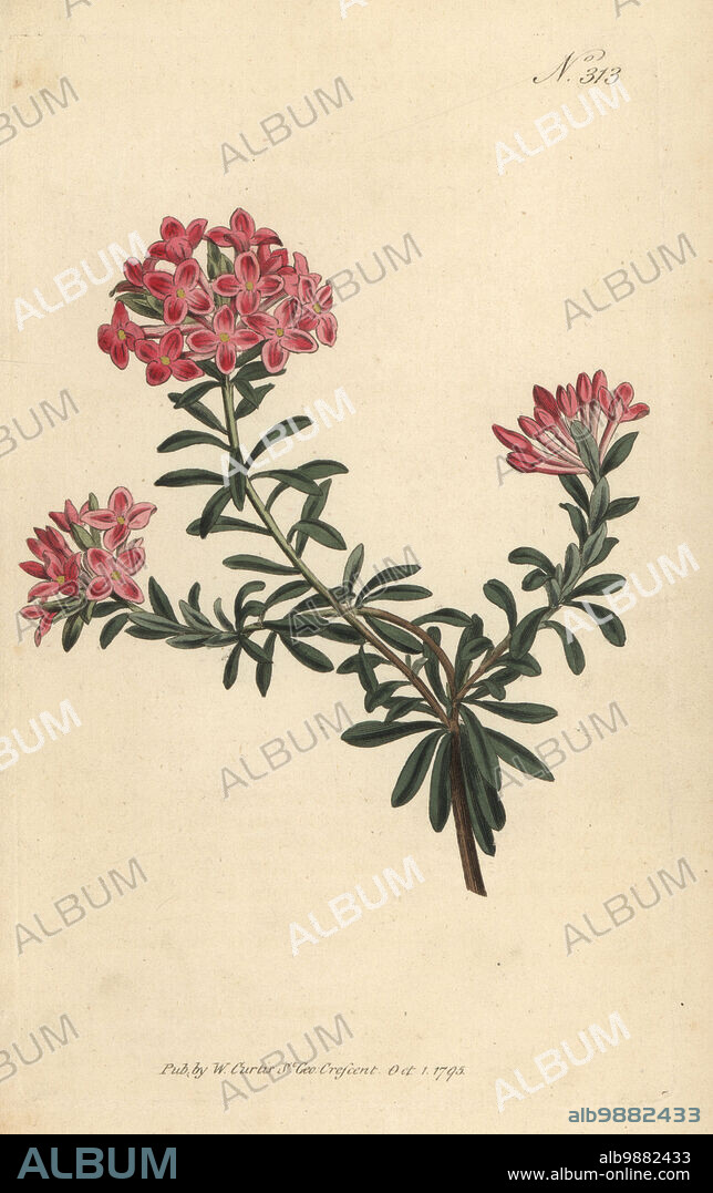 Garland flower, rose daphne or trailing daphne, Daphne cneorum. Native to Switzerland and Austria. Handcoloured copperplate engraving after a botanical illustration from William Curtis's Botanical Magazine, Stephen Couchman, London, 1795.