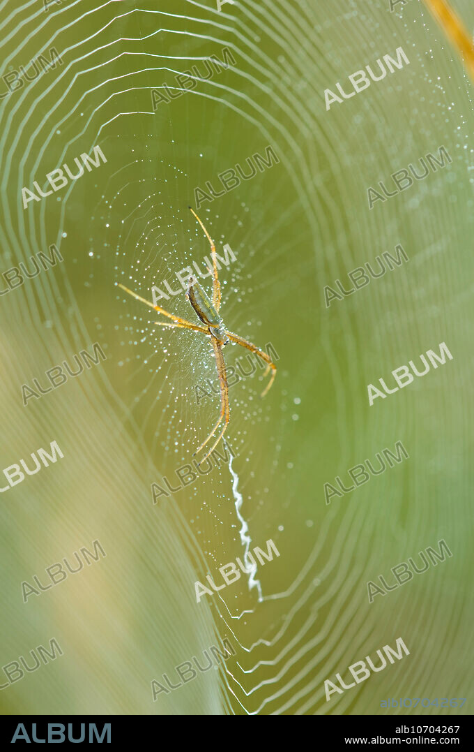 Spider in Web