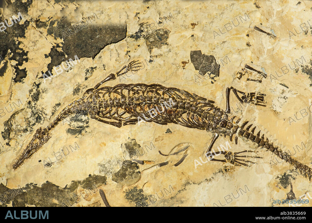 Mesosaur (Mesosaurus Mesosauridae).