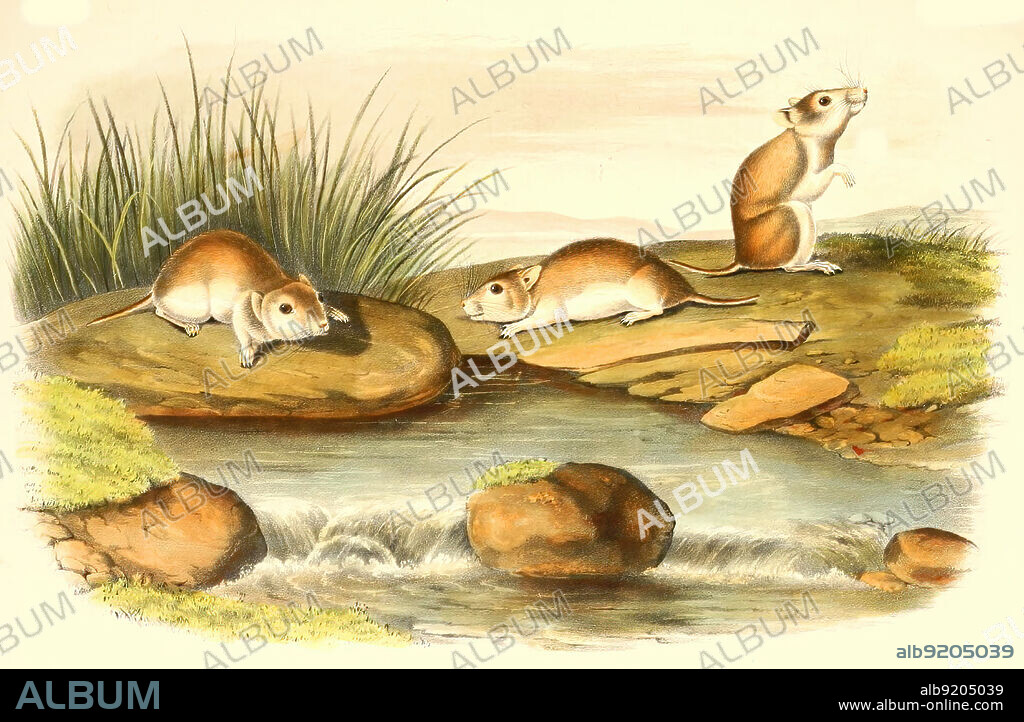 Hirschmaus, Peromyscus maniculatus, digital restaurierte Reproduktion einer Originalvorlage aus dem 19. Jahrhundert, genaues Originaldatum nicht bekannt / eastern deer mouse, Peromyscus maniculatus is a rodent native to eastern North America., historical, digital improved reproduction of an original from the 19th century.
