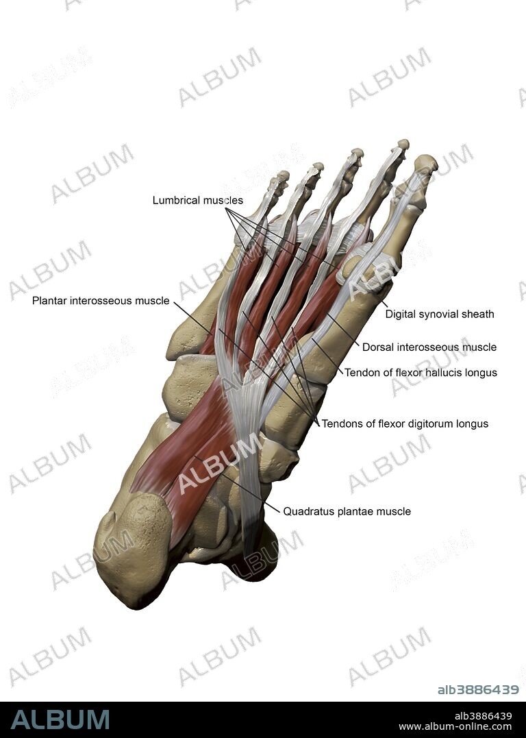 3D model of the foot depicting the plantar intermediate muscles and bone structures with annotations.
