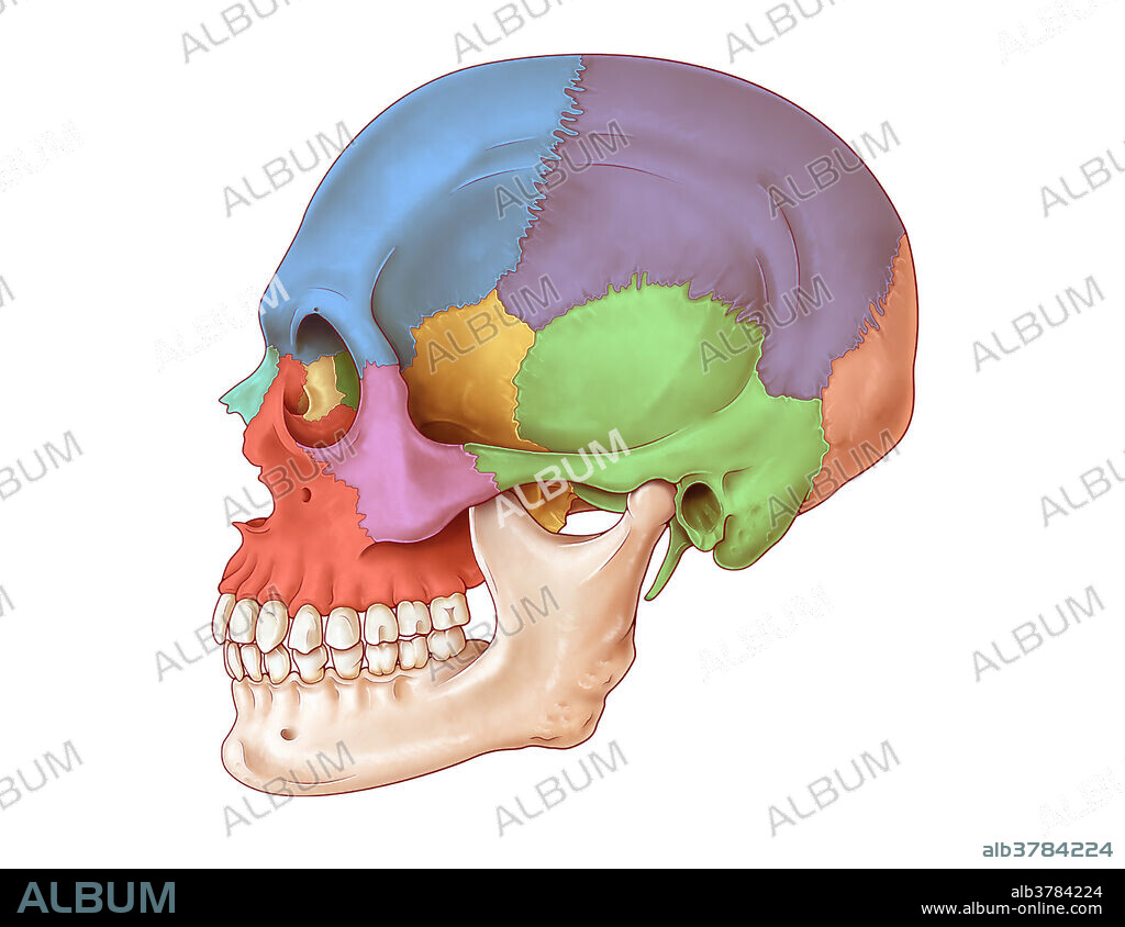 Lateral Skull, Illustration