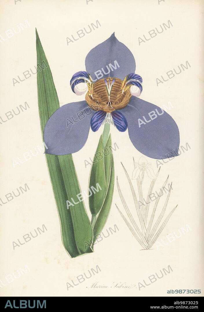 North's false flag or walking iris, Trimezia northiana. Native to Brazil, introduced to the Horticultural Society in 1822. Captain Sabine's marica, Marica sabini. Handcoloured engraving from Joseph Paxtons Magazine of Botany, and Register of Flowering Plants, Volume 1, Orr and Smith, London, 1834.