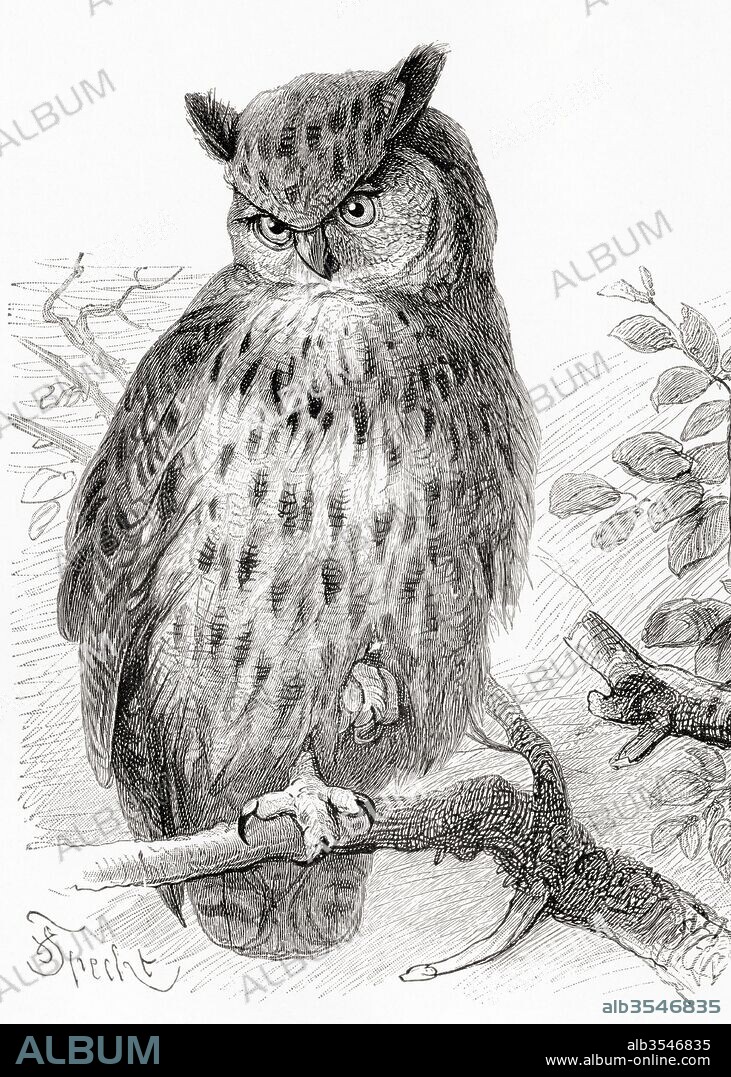 The Eurasian eagle-owl, Bubo bubo. From Meyers Lexicon, published 1924.