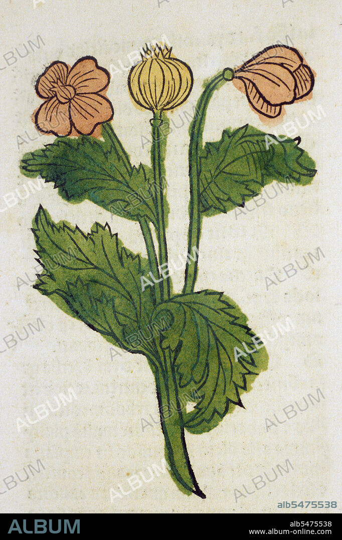 Papauer latine grece animone vel miconiu[m] ca. 1491.