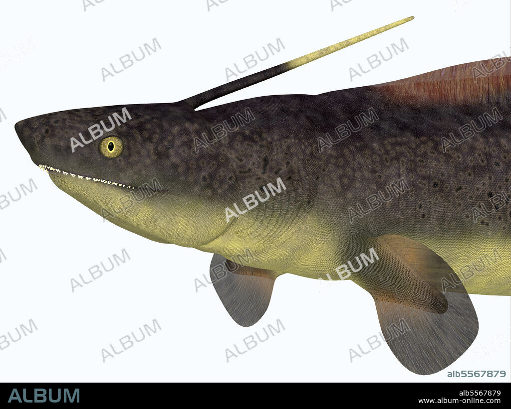 Xenacanthus shark head. Xenacanthus was a carnivorous marine shark that lived in Devonian and Triassic Period seas.