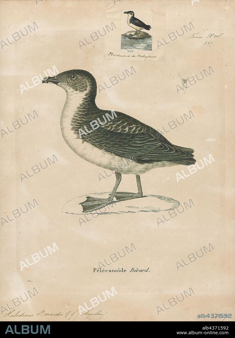 Pelecanoides berardi, Print, Diving petrel, The diving petrels are seabirds in the bird order Procellariiformes. There are five very similar species all in the family Procellariidae and genus Pelecanoides (Lacépède, 1799), distinguished only by small differences in the coloration of their plumage, habitat, and bill construction. They are only found in the Southern Hemisphere. Some authorities place the diving petrels in their own family, the Pelecanoididae.[2], 1700-1880.