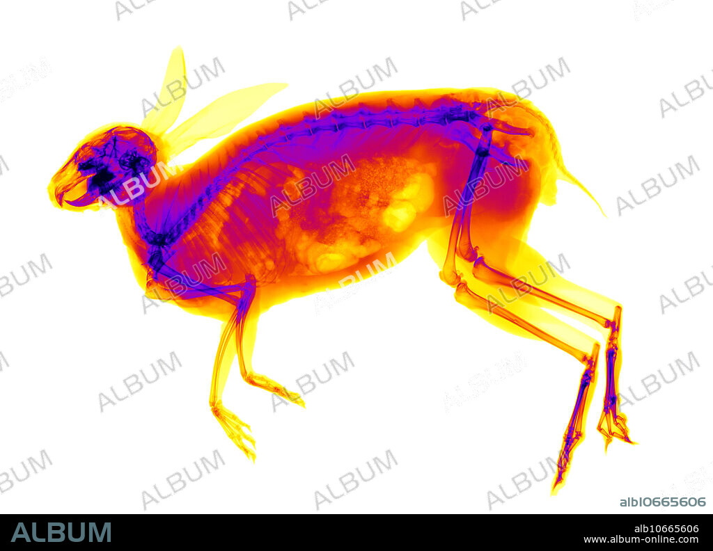 X-ray of an eastern cottontail rabbit (Sylvilagus floridanus) sustaining numerous broken bones after being hit by a car.